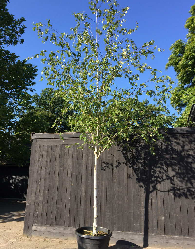 Betula utilis 'Jacquemontii' - boomvorm - 18-20 cm