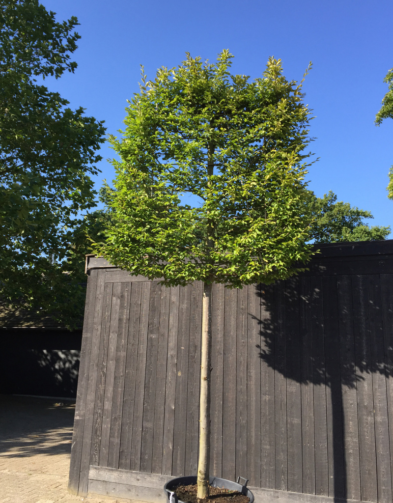 Carpinus betulus 'Fastigiata' - leivorm - 20/25 cm - 160x200