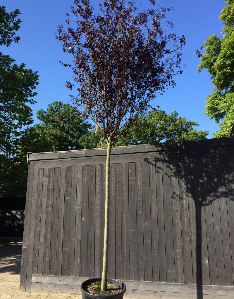 Prunus cerasifera 'Nigra' - boomvorm - 25-25 cm