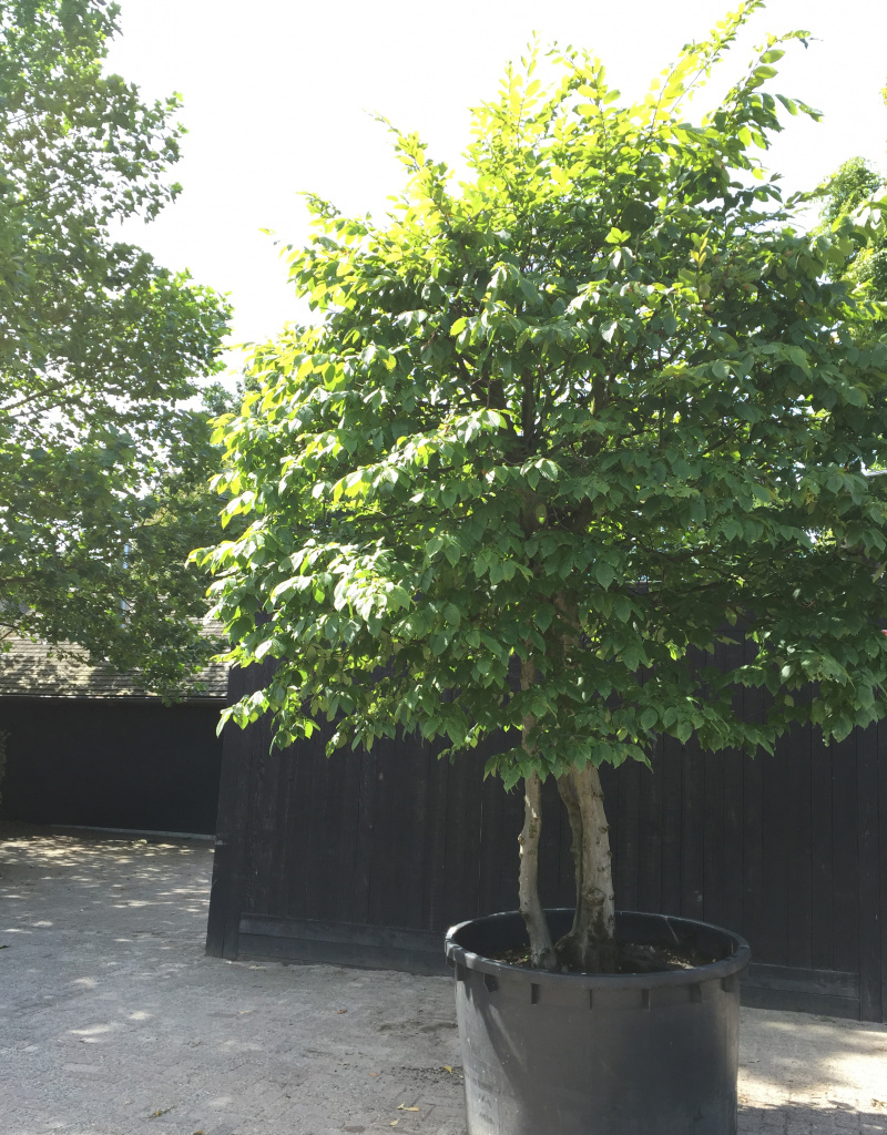 Carpinus betulus - 3 stammig - solitair - bolvorm 