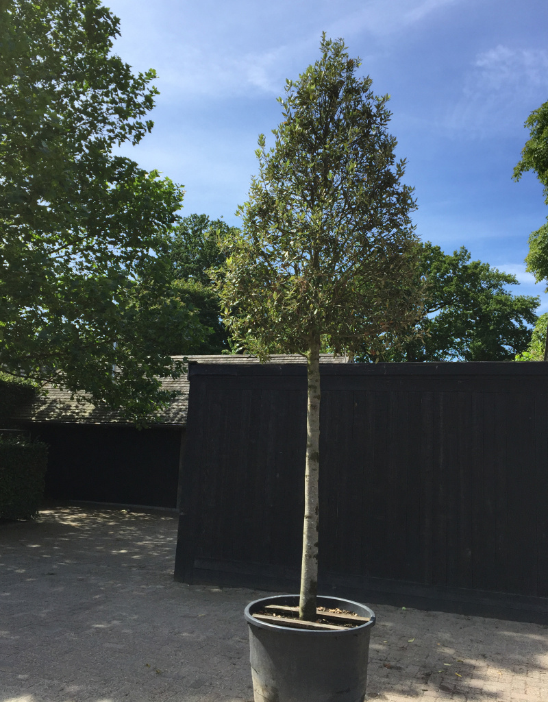 Quercus ilex - boomvorm - 25/30cm - 850 euro
