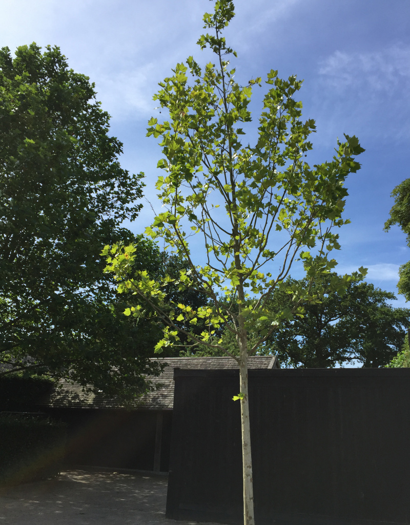 Platanus x hispanica - boomvorm - 30-35 cm