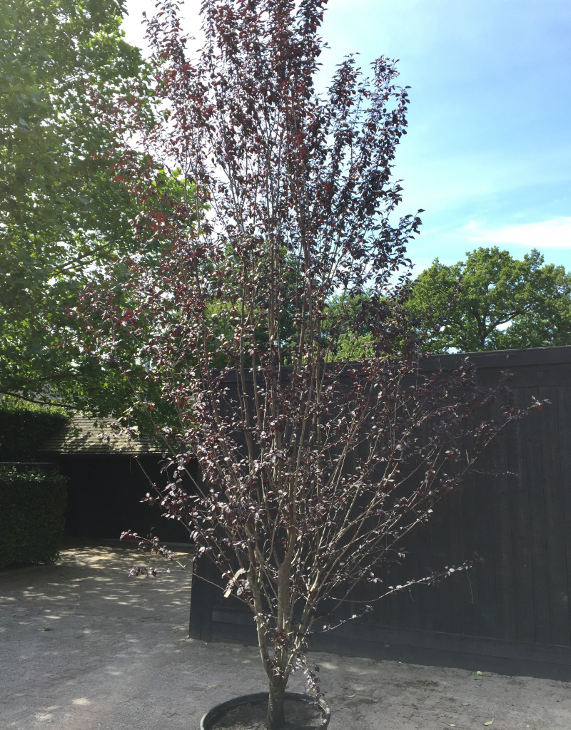 Prunus cerasifera 'Pissardii Nigra' - struikvorm - 200/250 cm