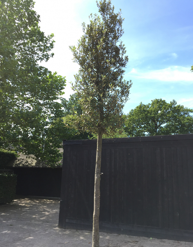 Quercus ilex - boomvorm - 18-20 cm 