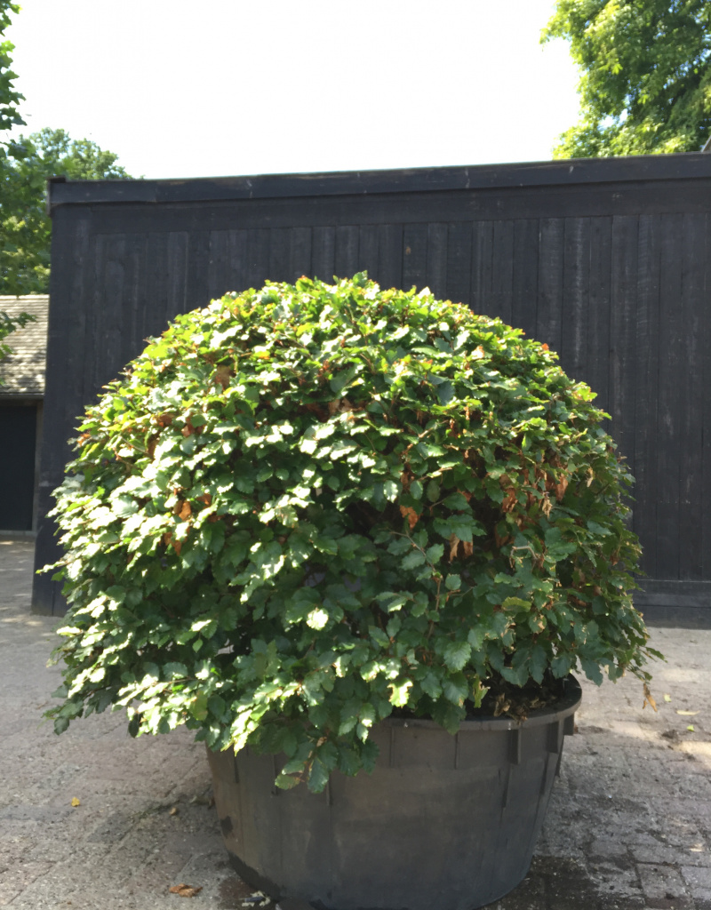 Fagus sylvatica - bolvorm - doorsnede 120/140 cm