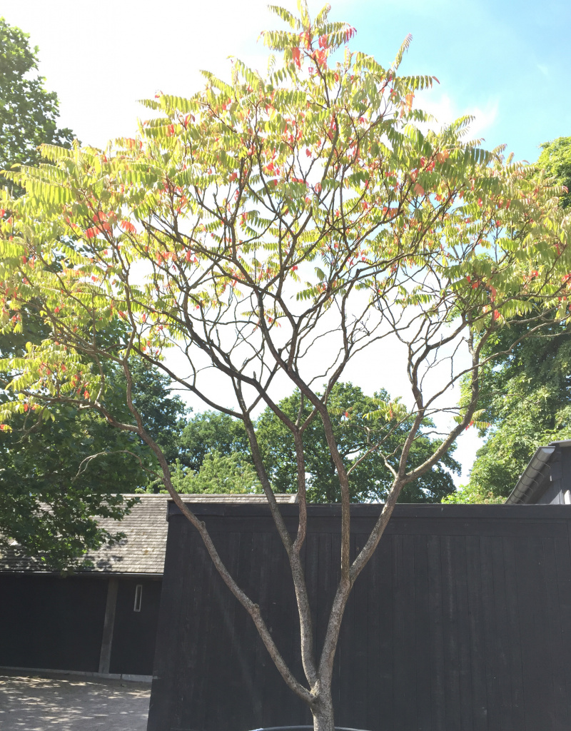 Rhus typhina - meerstammig - 400+cm