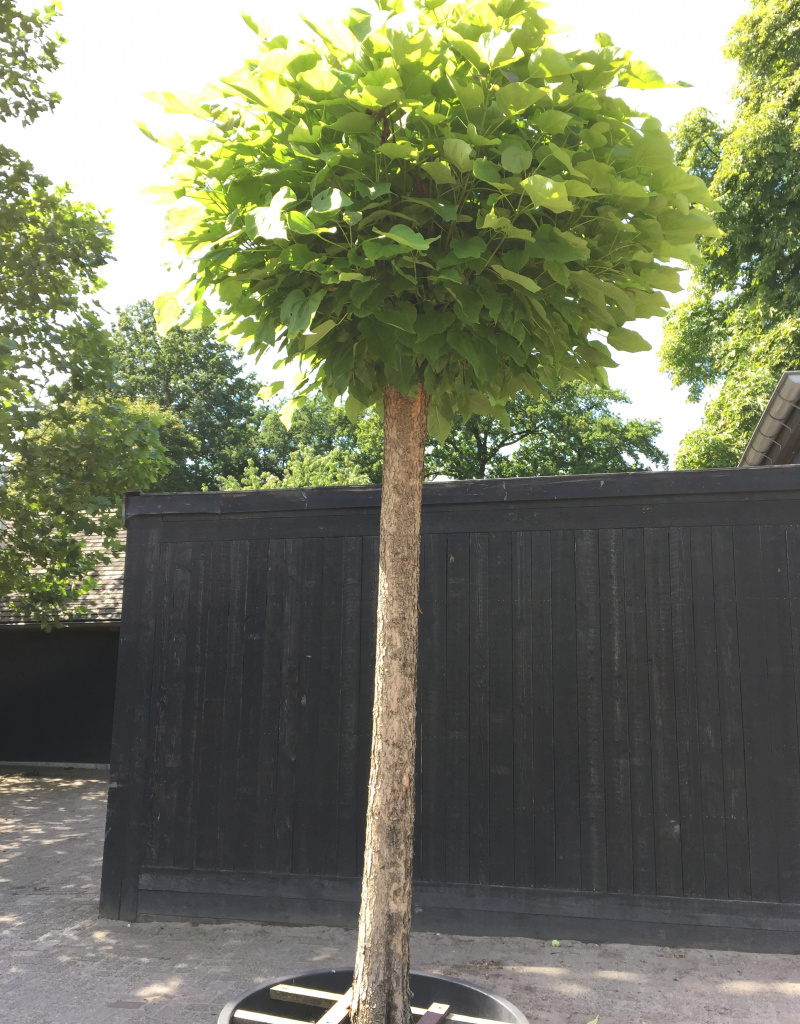 Catalpa bungei - knotvorm - 30/40cm - trompetboom