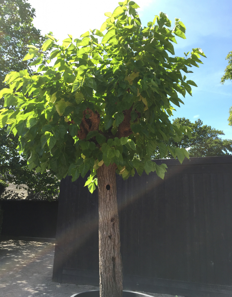 Morus alba - Knotvorm - 70/80cm