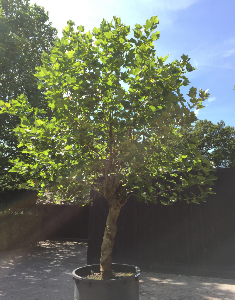 Platanus x hispanica - knotvorm - 50/60cm