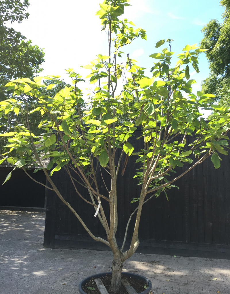 Catalpa bignonioides - meerstammig - 300+cm