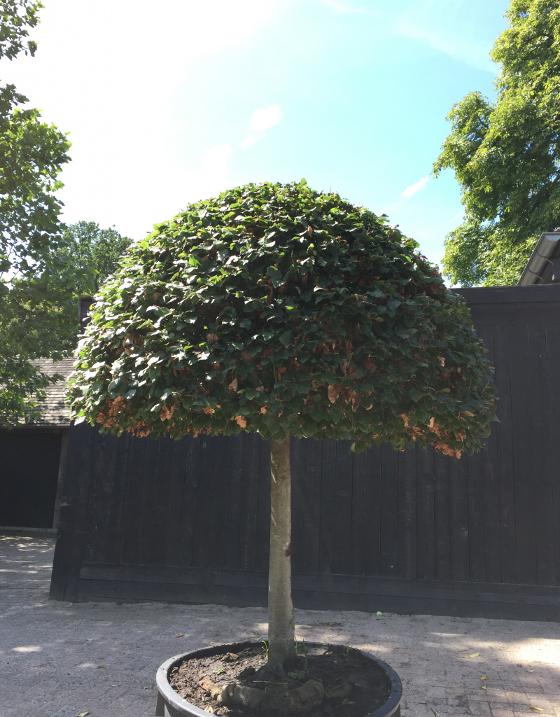 Fagus sylvatica - bol op halfstam - 120 cm doorsnede 