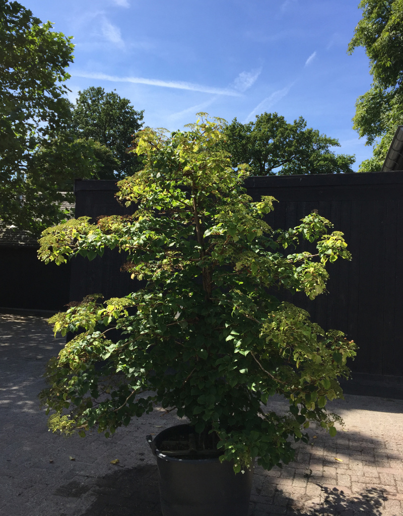Hydrangea petiolaris - struikvorm - 200/250 cm