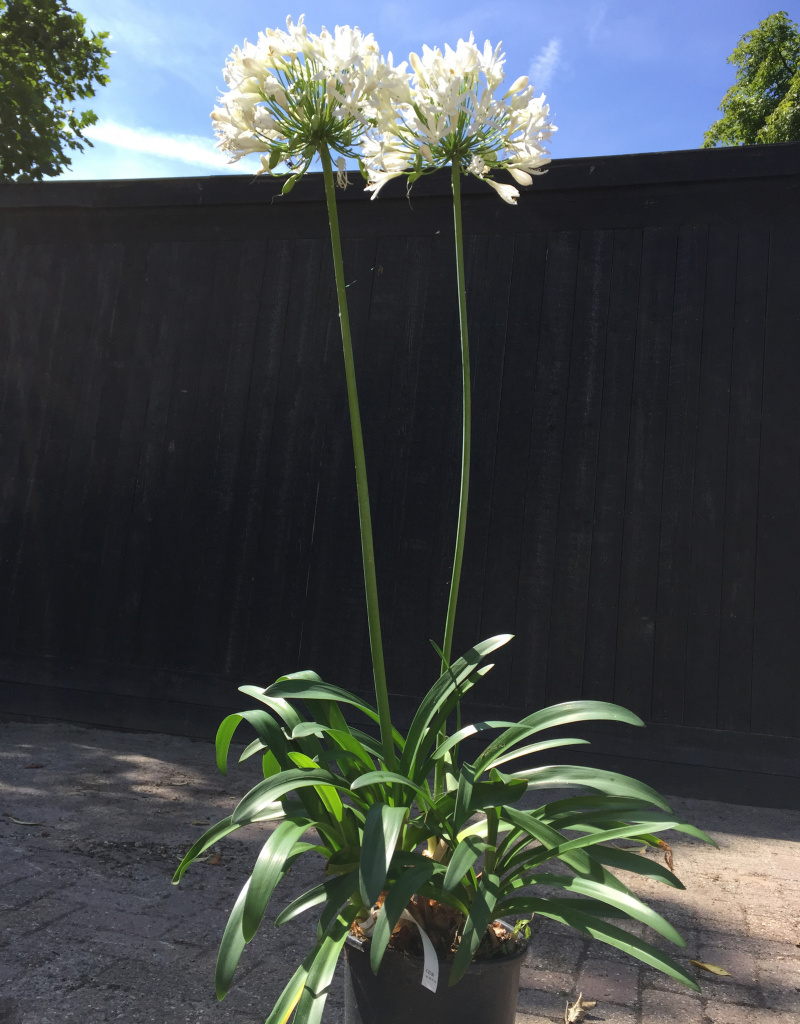Agapanthus umbellatus 'Albus' (Wit)