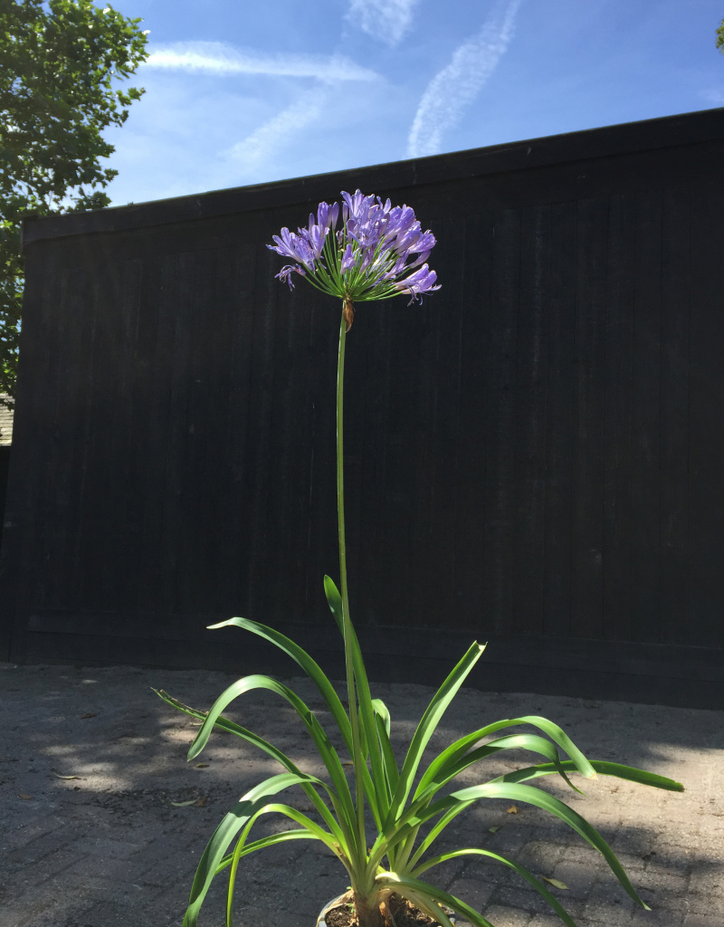 Agapanthus umbellatus 'Ovatus' (blauw)