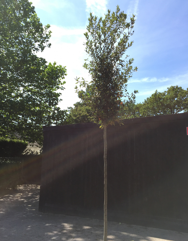 Quercus ilex - boomvorm - 10/12 cm