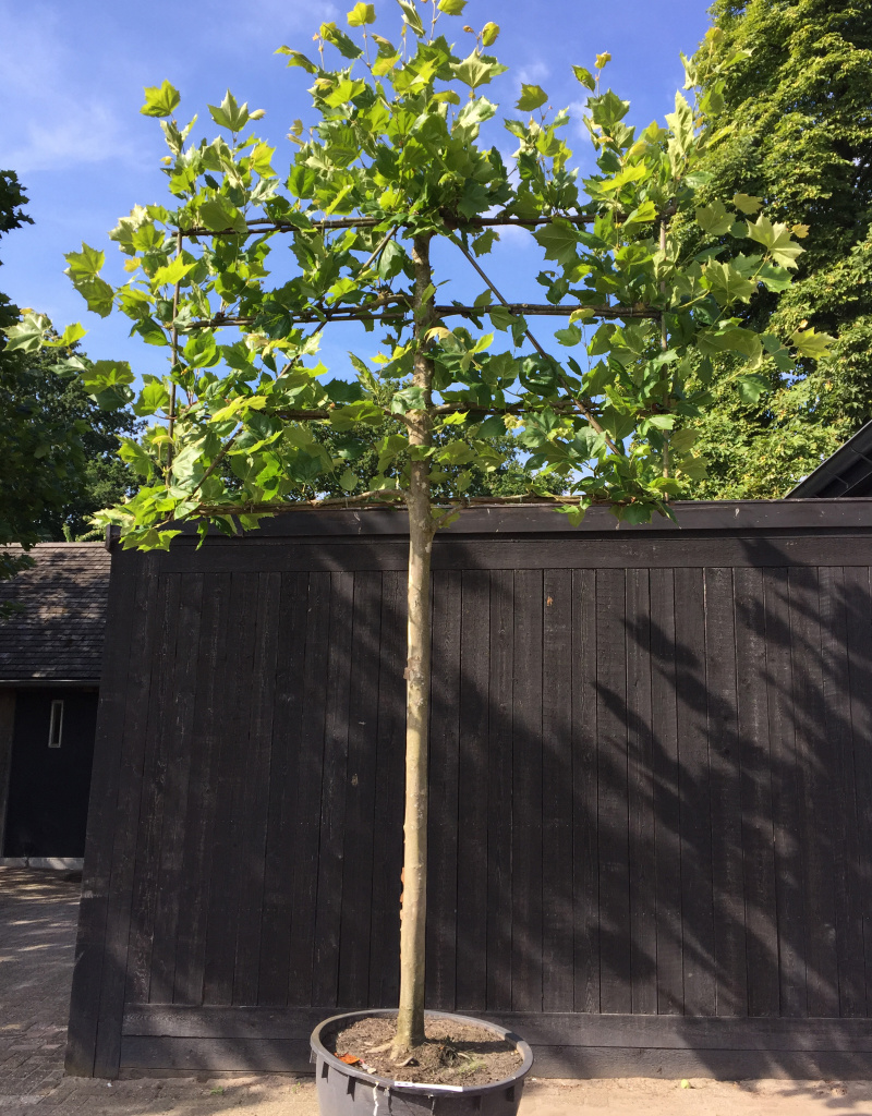 Platanus x hispanica - leivorm - 25-30 cm