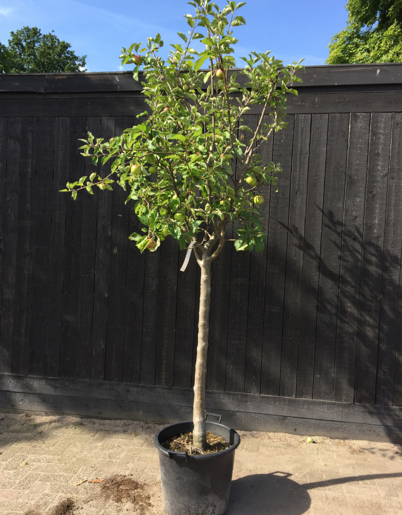 Malus domestica - halfstam