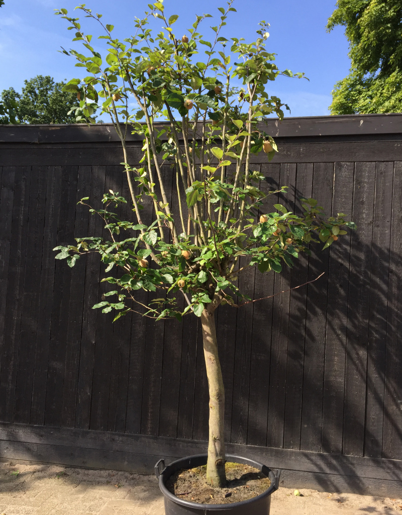 Cydonia oblonga - halfstam - 20/25cm