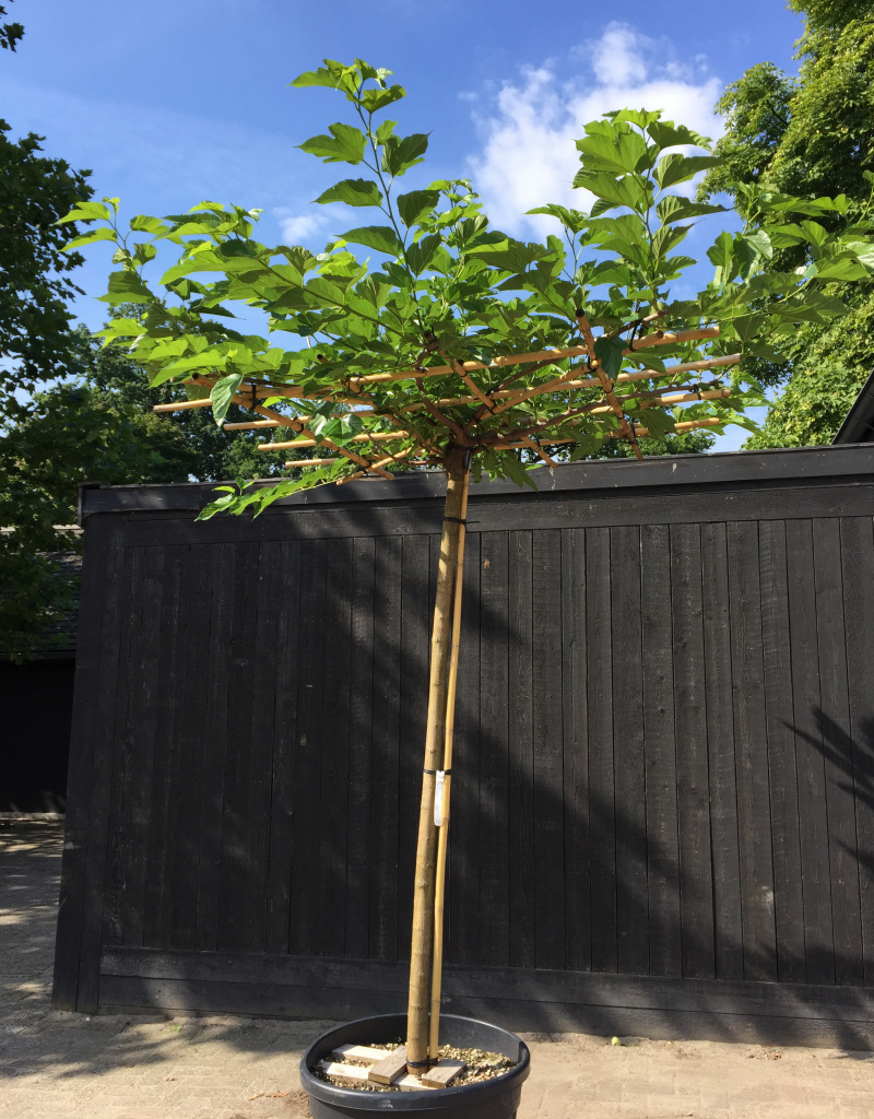 Morus platanifolia 'Fruitless' - dakvorm - 180x180cm - 14-16 cm