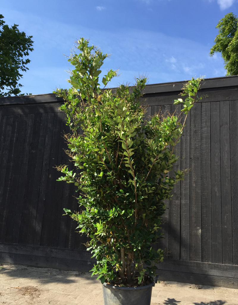 Ligustrum japonicum 'Texanum' - struikvorm - 140/160cm