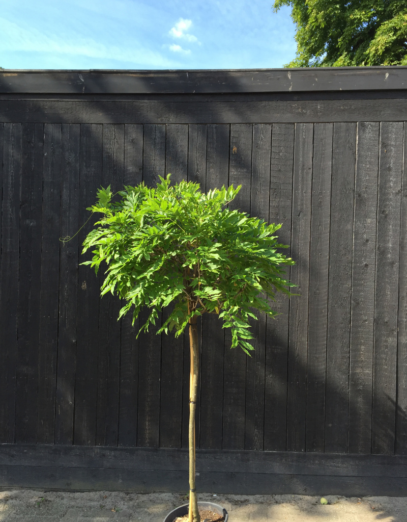 Wisteria sinensis (blauw) - op stam - 6/8 cm