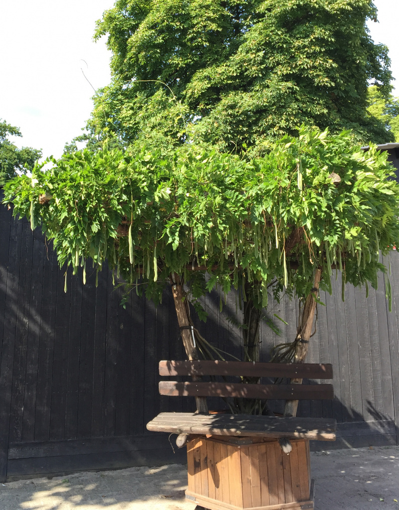 Wisteria sinensis (wit) - incl. bank 