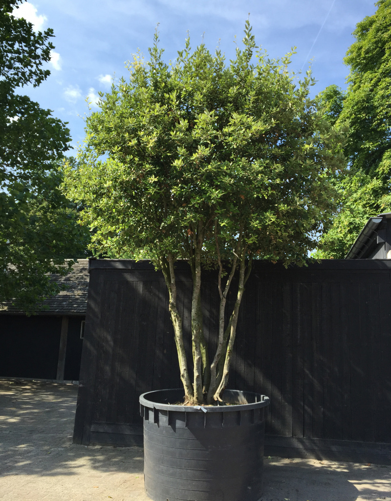 Quercus ilex - meerstammig - 400/450cm - solitair
