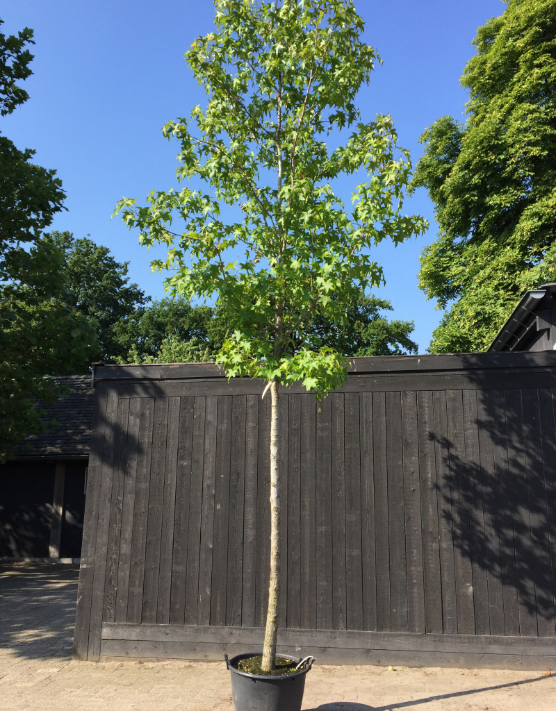 Liquidambar styraciflua - boomvorm - 16-18cm
