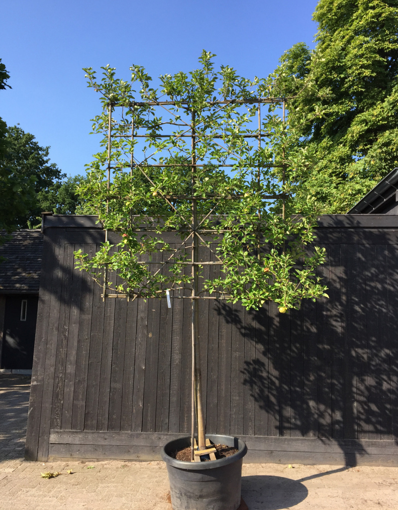 Malus domestica - leivorm - 7 etages - 20/25 cm