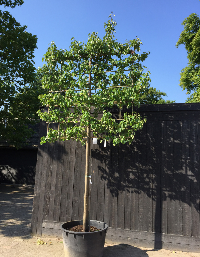 Pyrus communis 'Clapp's Favourite' - leivorm - 20/25 cm