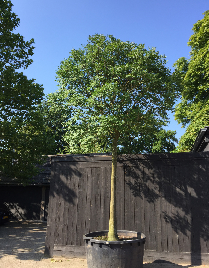 Fraxinus excelsior - boomvorm - 35-40 cm