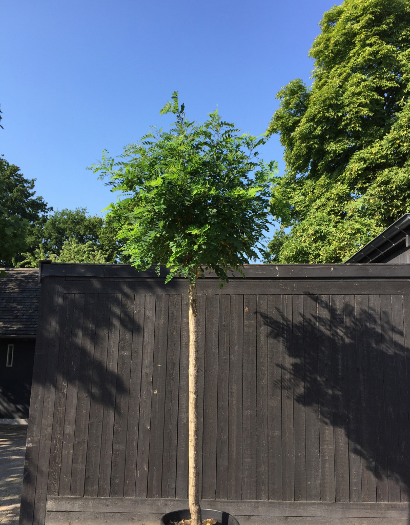Robinia pseudoacacia 'Umbraculifera' - bol op stam - 22-24 cm