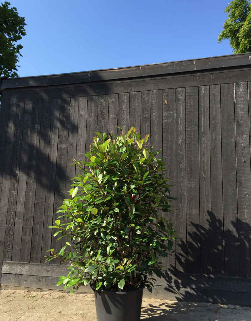 Photinia fraseri 'Red Robin' - struikvorm - 140/160 cm