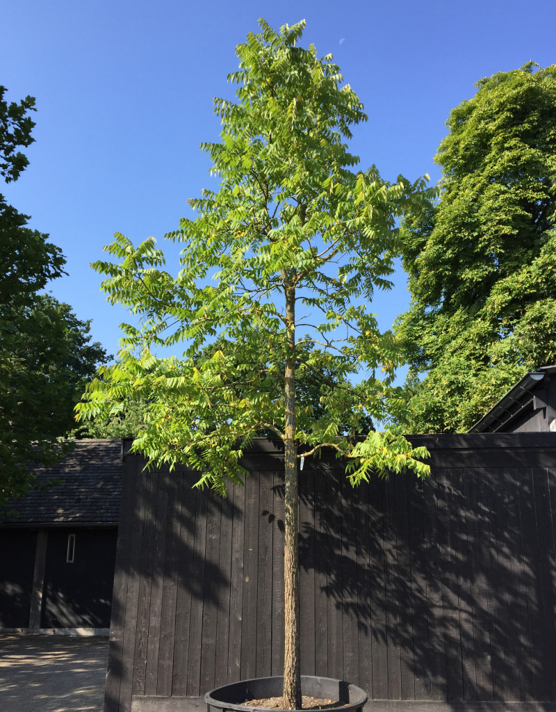 Juglans regia - boomvorm - 25-30 cm