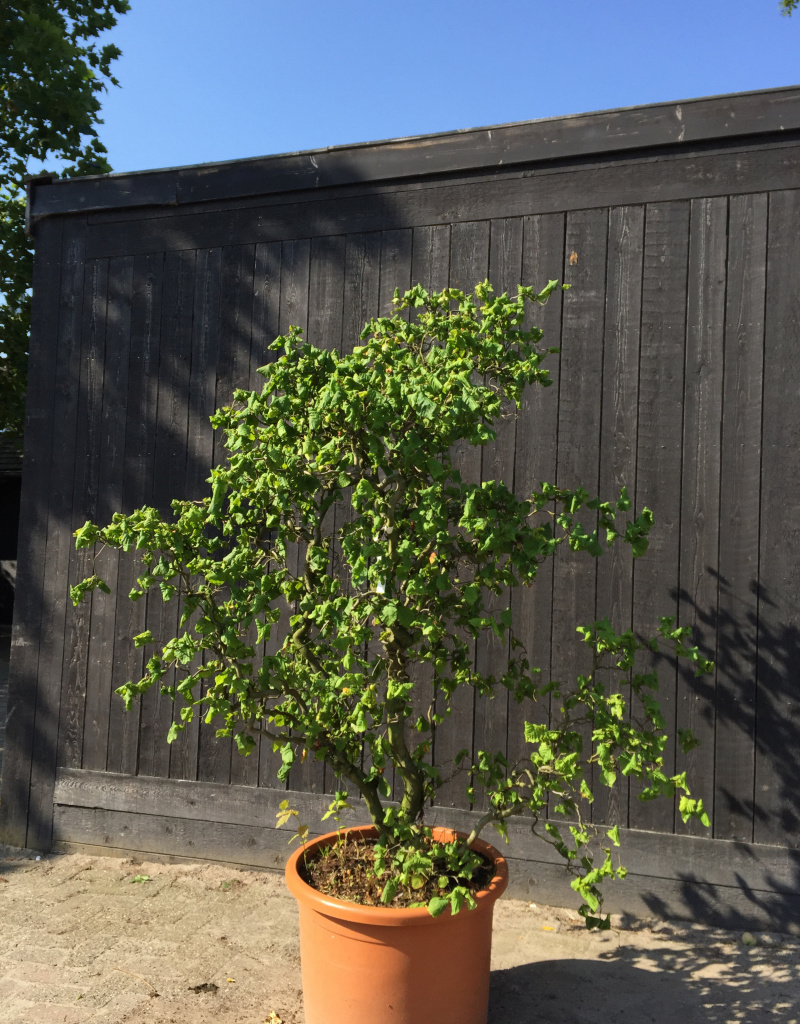 Corylus avellana 'Contorta' - struikvorm - 140/160 cm