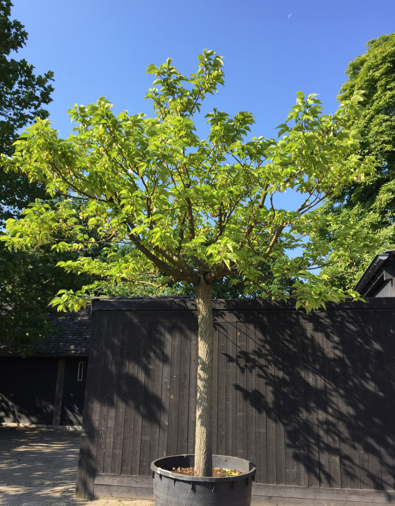 Morus alba 'Fruitless' - dakvorm - 55/60 cm