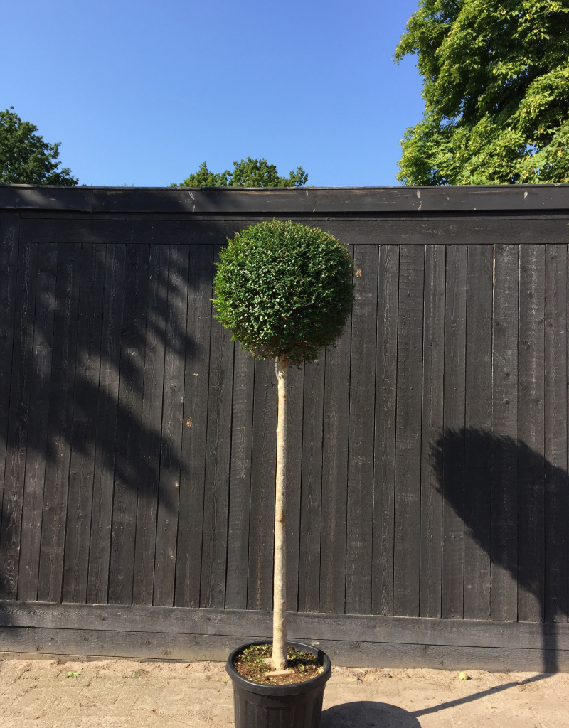 Ligustrum delevayanum 'Jonandrum' - bol op halfstam
