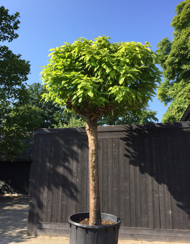 Catalpa bignonioides - knotvorm - 50-65cm