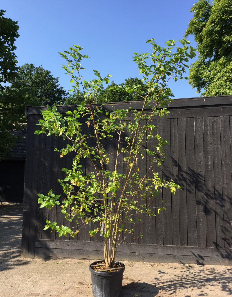 Morus nigra - struikvorm -180/200 cm - 35 Ltr 