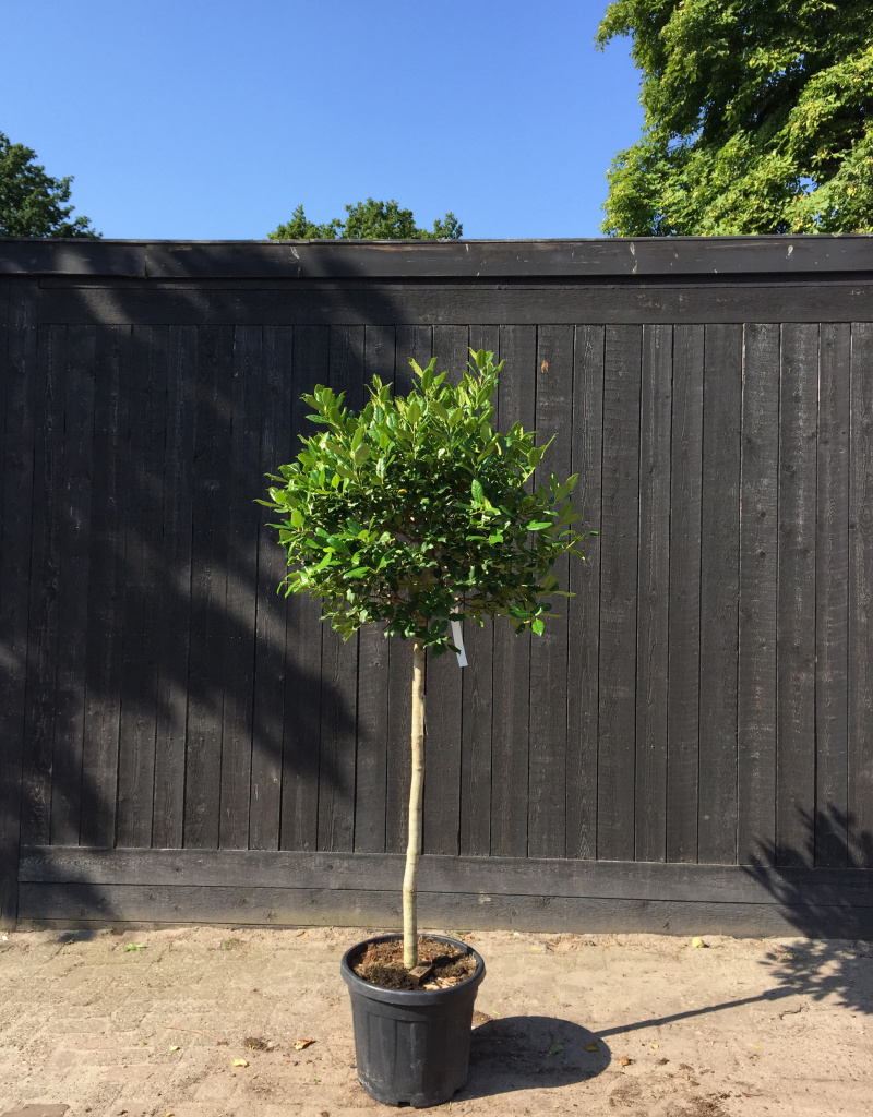 Ilex mutchagara 'Nellie Stevens' - hulst - bol op stam - 50/60 cm 