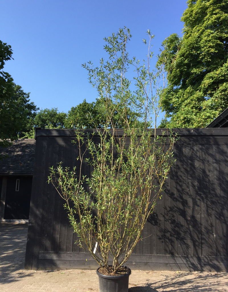 Salix alba - struikvorm - 300/400 cm - 60 Liter
