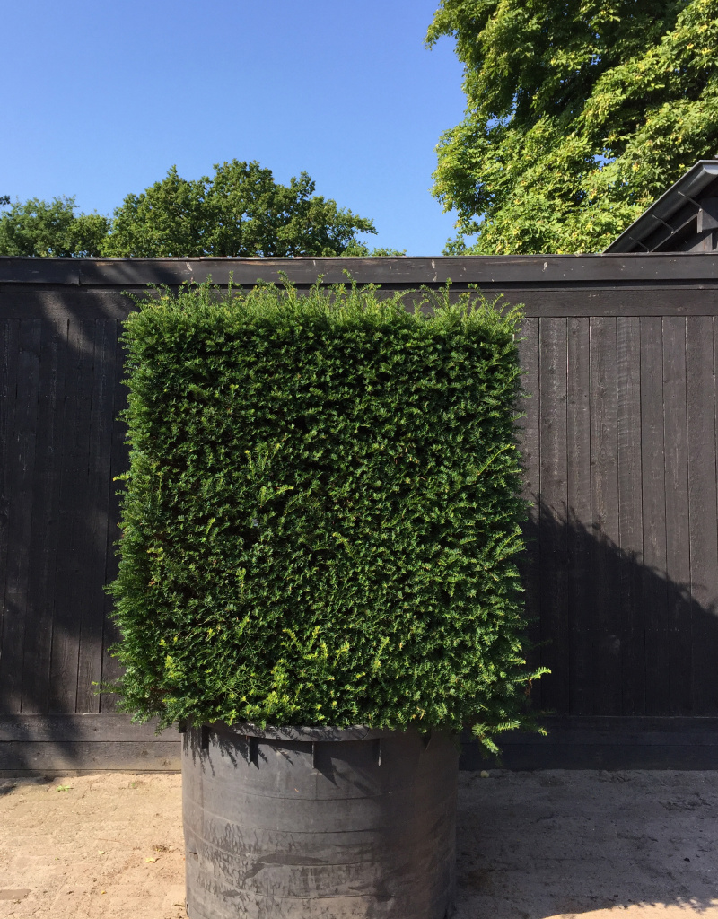 Taxus baccata - Blokvorm