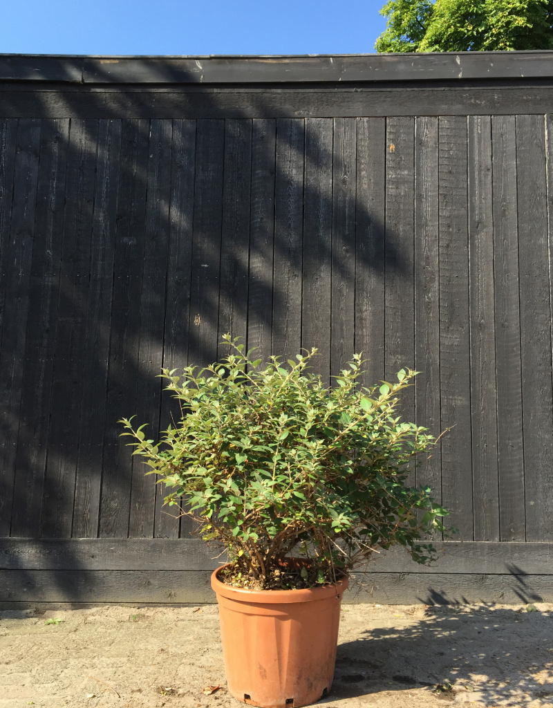 Buddleja 'Blue Chip' - kleine vlinderstruik - 45 liter 