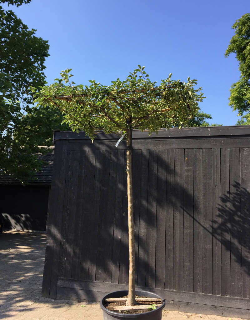 Malus 'Everest' - dakvorm - 20/25cm