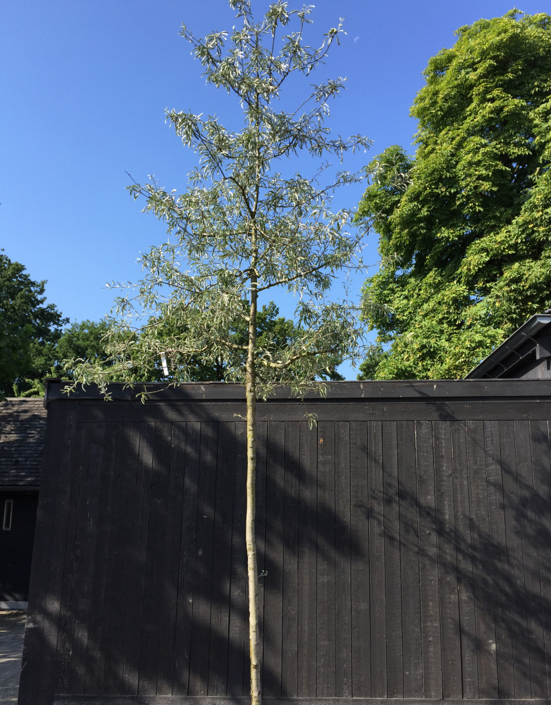 Pyrus salicifolia 'Pendula' - boomvorm - 16/18cm