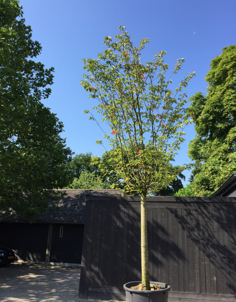 Prunus serrulata 'Kanzan' - boomvorm - 40/45cm