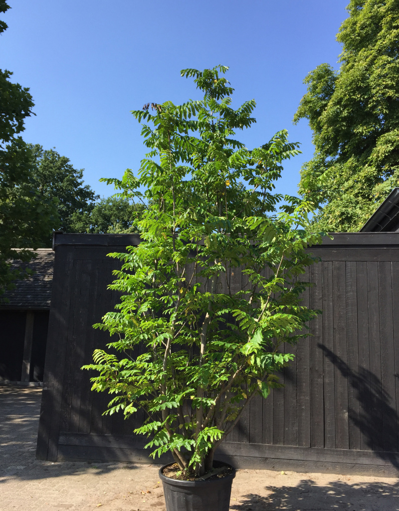 Pterocarya fraxinifolia - meerstammig/struikvorm - 200/250cm