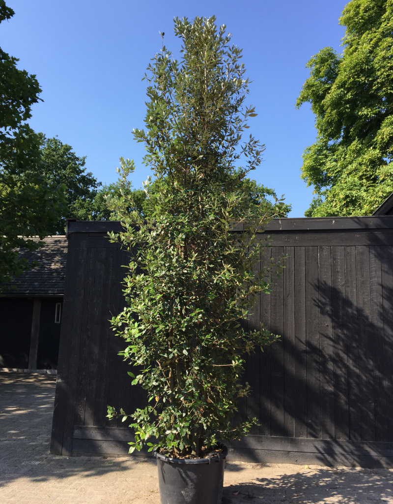 Quercus ilex - struikvorm - 350/400 cm