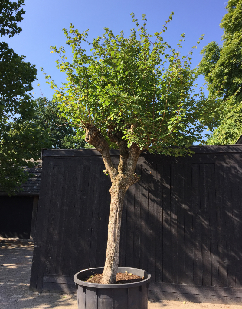 Acer campestre - jonge knotvorm