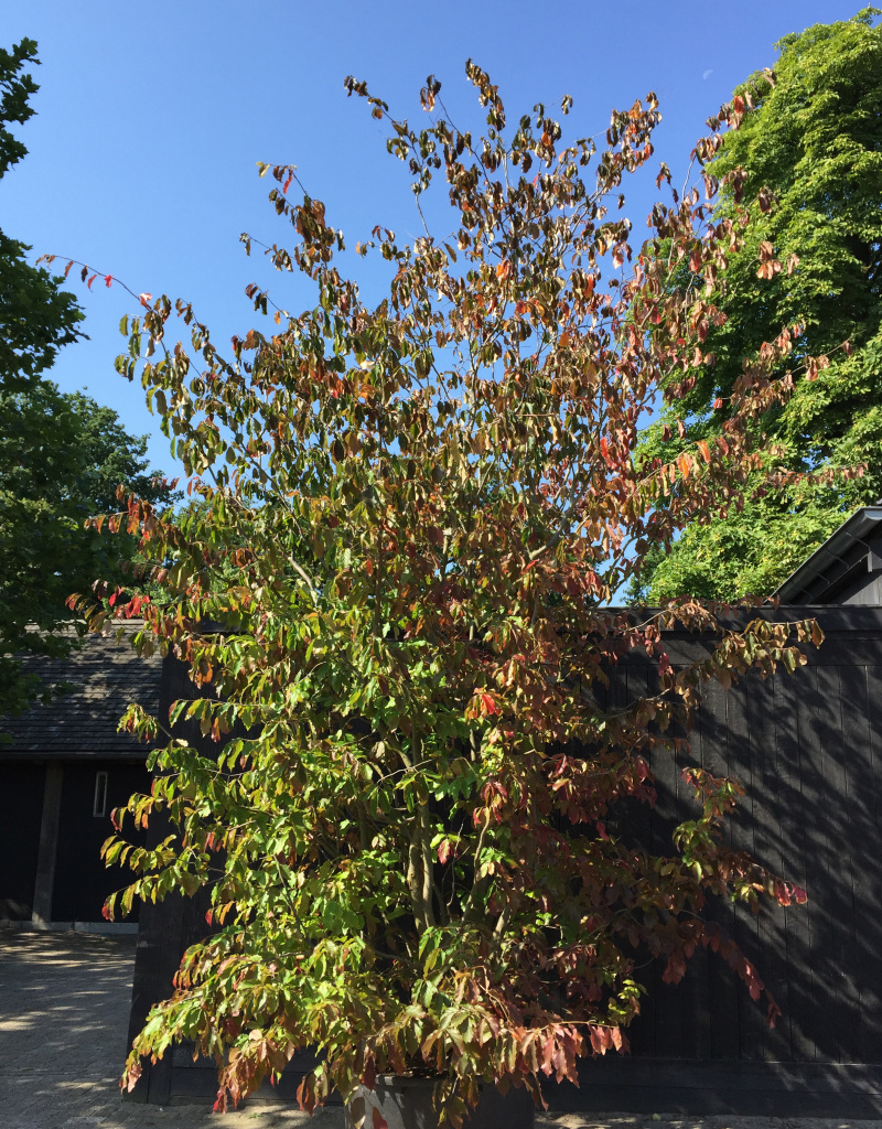 Parrotia persica - Meerstammig/struikvorm - 500+cm - 300 liter